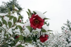 신안군, “제2회 애기동백꽃 축제” 개최