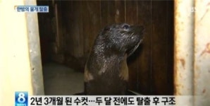 이번엔 빠삐용 물개 소동
