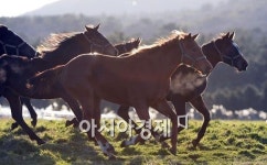 [포토]대한민국의 청마경제를 기원하며