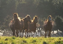 [포토]2014 갑오년 청마의 해입니다