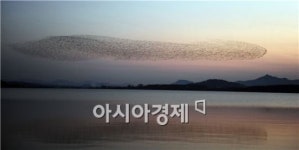 고창 동림저수지, ‘가창오리 군무 장관’