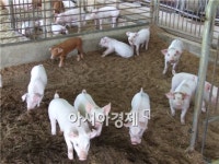 해남군 전라남도 녹색축산 최우수군 선정