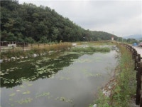 경기도 용인 경안천에 생태습지 조성