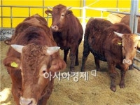 장흥 한우, “한 마리에 1,200여만 원 출하”