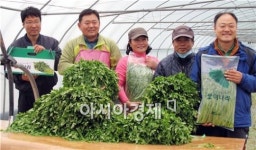 장성군, 겨울철 별미 ‘생미나리’ 본격 출하