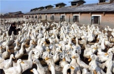 북한은 AI의 청정지역인가, 근원지인가