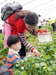 곡성군 대신정보화마을 딸기따기 체험행사 한창