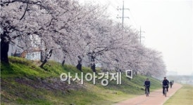 벚꽃 흔날리는 순천 동천! 상춘객 마음 흔들어