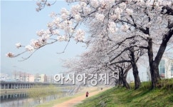 벚꽃 흔날리는 순천 동천! 상춘객 마음 흔들어