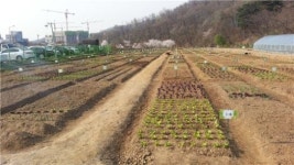 서초구, 비료 안쓰는 친환경도시텃밭 개장