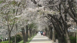 안양천도 벚꽃 명소라는 사실 아세요?