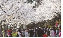 서울 벚꽃 축제로 물들다