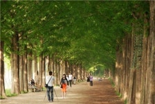 담양 메타세쿼이아길, 7일부터 5일간 ‘무료 개방’