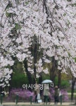 [포토]봄비꽃비
