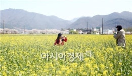 해남군, 25~26일 유꽃축재 개최