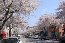 세종마을 벚꽃축제 봉래의 공연