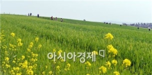 고창청보리밭 축제 개막