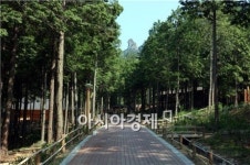 웰니스(Wellness)의 명소 편백숲 우드랜드 관광객 인기몰이