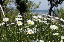 부안 변산마실길 데이지 꽃 만발 ‘백색의 향연’