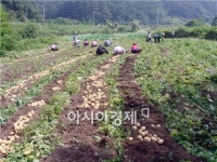 순천 승주읍, 성인병 예방에 뛰어난 감자 경로당에 전달