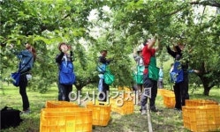 광양경제청, 농촌일손돕기 적극 추진