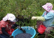 [포토]함평 ‘웰빙식품’ 블루베리 수확 한창