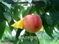 순천명품 월등 복숭아 체험행사 개최