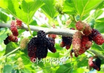 부안 참뽕오디 제주도 진출