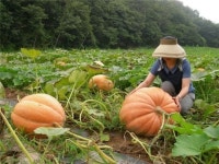 보성군농업기술센터, 사료용 슈퍼호박 재배 ‘호응’