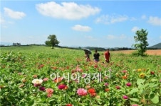 고창 공음 학원농장 해바라기 만개
