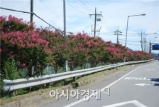 순천~보성 경계간 국도 2호선변 분홍빛 배롱나무 만개