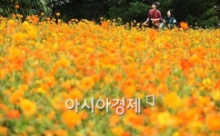 [포토]황화코스모스 만개한 올림픽공원