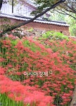[포토]함평 용천사 꽃무릇 만개