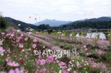 이번 주말 곡성 석곡 코스모스 음악회로 초대합니다