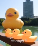1t짜리 거대 고무오리 러버덕, 기원과 유래 알고보니…이런 의미가?
