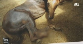 보험금에 눈먼 잔혹한 말주인, 멀쩡한 경주마 쇠망치로…