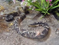 개원 앞둔 함평 국내 첫 양서·파충류 생태공원 가보니