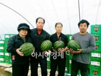 정읍 단풍미인 씨 없는 수박 일본 첫 수출