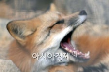 [포토]포근한 날씨 속 졸린 사막여우