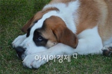 말 못하는 짐승에게…개 뱃속에 마약 숨겨 유통시키려던 20대 적발