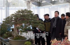 [포토]신안 천사섬 분재공원 둘러보는 아낙연 전남도지사