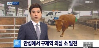 경기도 안성시,구제역 의심 소 발견…방역당국 조사 중