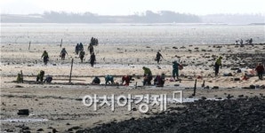 [포토]함평에서 자연산 석화따는 어민 행렬