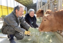 정남진 장흥 풀로만 먹인 한우~ 설 명절 앞두고 주문 쇄도