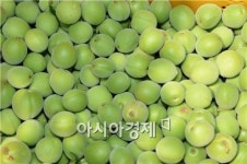 순천시, 매실산업 경쟁력 확보에 ‘총력’