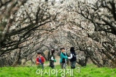 봄기운 전하는 해남 땅끝매화축제로 초대합니다