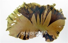 전남해양수산과학원,신안·무안 적합 김 신품종‘신풍 1호’개발