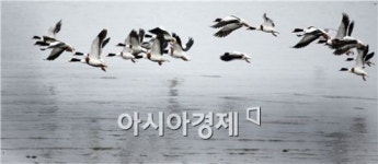 [포토]봄 날갯짓 펴는  혹부리오리 떼