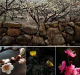 [여행만리]섬진강변 솔숲의 봄…하동은 지금 바람이났다