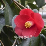 완도수목원 동백나무숲길 상춘객 북적